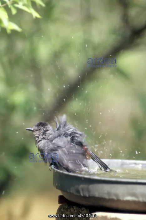 : Gray Catbird in birdbath : Gray Catbird in birdbath