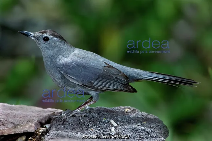 : Gray Catbird (Dumetella carolinensis) : Gray Catbird (Dumetella carolinensis)