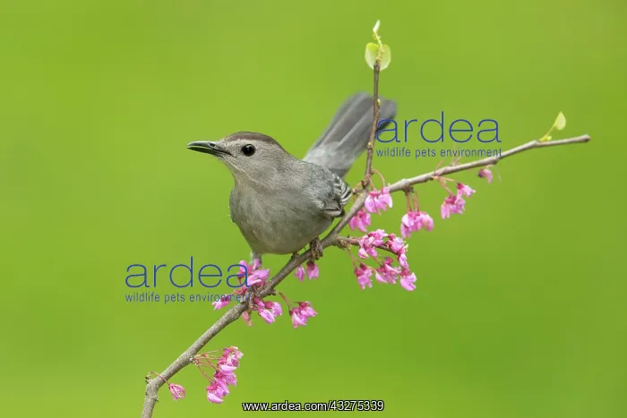 : Gray Catbird, Dumetella carolinensis. Perchedin flowering tr : Gray Catbird, Dumetella carolinensis. Perchedin flowering tr