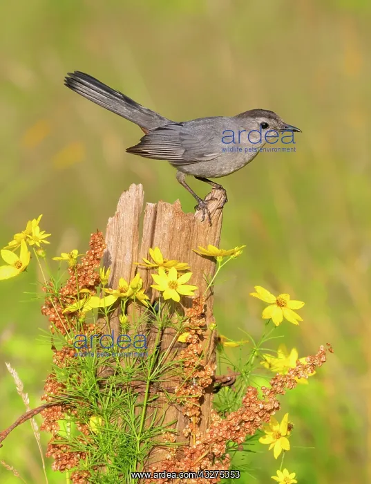 : Gray Catbird, Dumetella carolinensis. Landing on or flying t : Gray Catbird, Dumetella carolinensis. Landing on or flying t