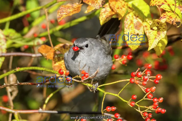 : Gray Catbird - eating multiflora rose berries in fall : Gray Catbird - eating multiflora rose berries in fall
