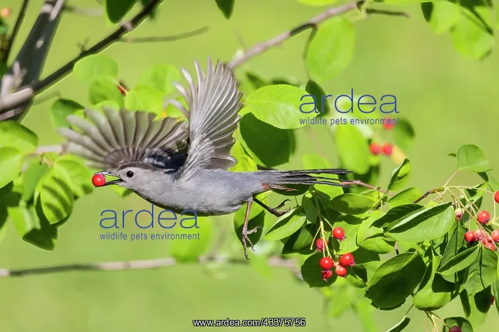 : Gray catbird leaving serviceberry bush with berry : Gray catbird leaving serviceberry bush with berry