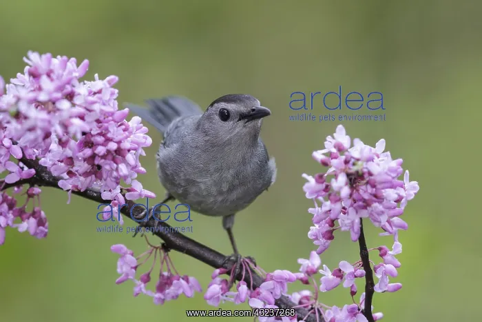 : Gray Catbird perched on flowering shrub : Gray Catbird perched on flowering shrub