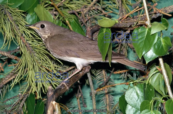 : Gray-checked Thrush : Gray-checked Thrush