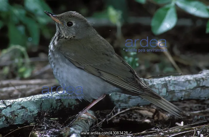 : Gray-cheeked Thrush : Gray-cheeked Thrush