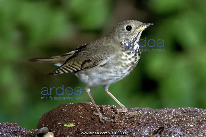 : Gray-cheeked Thrush (Catharus minimus) : Gray-cheeked Thrush (Catharus minimus)