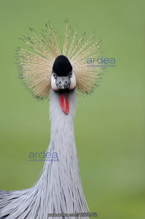 : Gray crowned-crane (Balearica regulorum), portrait : Gray crowned-crane (Balearica regulorum), portrait