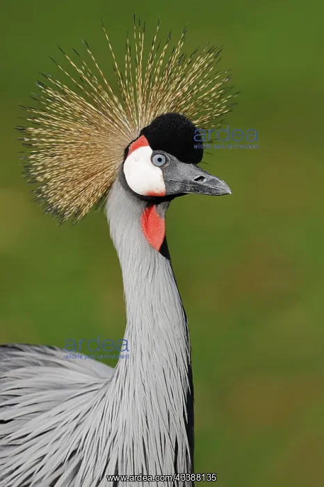 : Gray crowned-crane (Balearica regulorum), portrait : Gray crowned-crane (Balearica regulorum), portrait