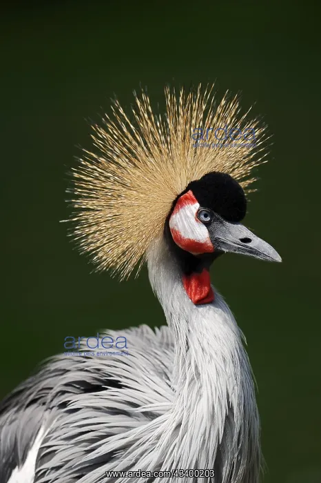 : Gray crowned-crane (Balearica regulorum), portrait : Gray crowned-crane (Balearica regulorum), portrait