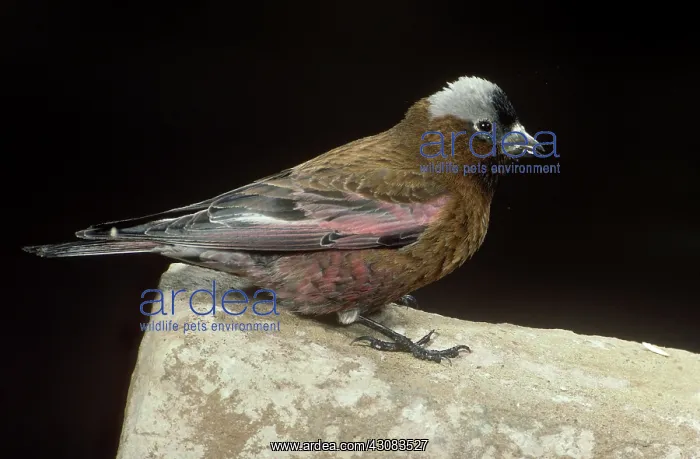  : Gray-crowned Rosy Finch
