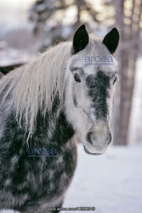 : Gray dapple Drafthorse at winter pasture, portrait closeup : Gray dapple Drafthorse at winter pasture, portrait closeup