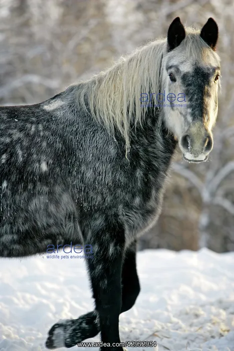 : Gray dapple Drafthorse at winter pasture, portrait : Gray dapple Drafthorse at winter pasture, portrait