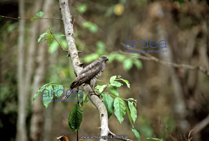 : Gray-faced Buzzard, Cambodia : Gray-faced Buzzard, Cambodia
