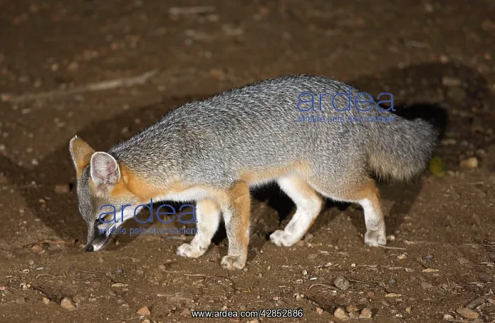 : Gray Fox - feeding at night in the Sonoran desert : Gray Fox - feeding at night in the Sonoran desert
