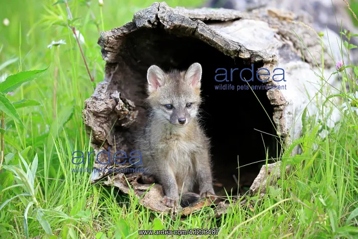 : Gray fox (Urocyon cinereoargenteus), juvenile in : Gray fox (Urocyon cinereoargenteus), juvenile in