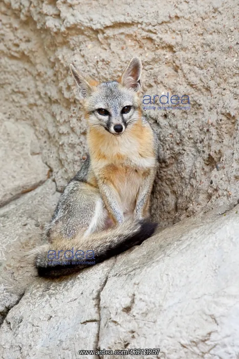 : Gray Fox (Urocyon cinereoargenteus) resting : Gray Fox (Urocyon cinereoargenteus) resting