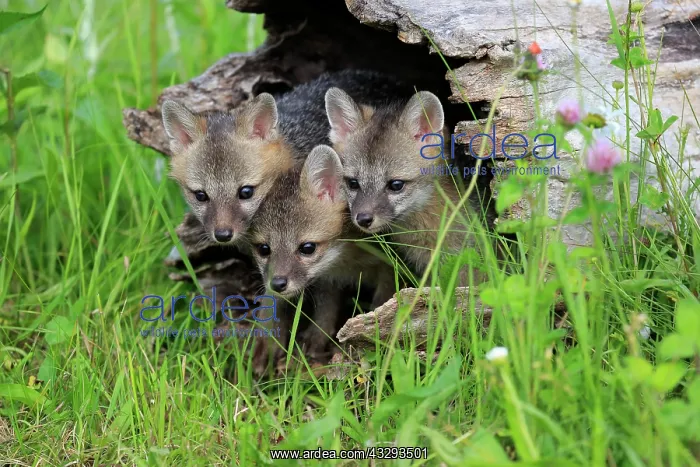 : Gray fox (Urocyon cinereoargenteus), young on tree : Gray fox (Urocyon cinereoargenteus), young on tree