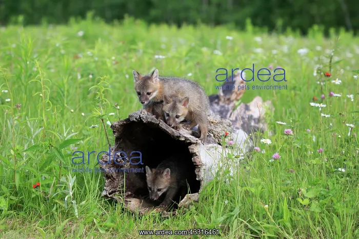 : Gray foxes (Urocyon cinereoargenteus), three young : Gray foxes (Urocyon cinereoargenteus), three young