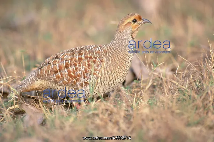 : Gray Francolin : Gray Francolin