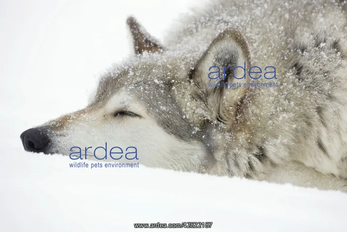 : Gray / Grey / Timber Wolf - male sleeping in snow : Gray / Grey / Timber Wolf - male sleeping in snow