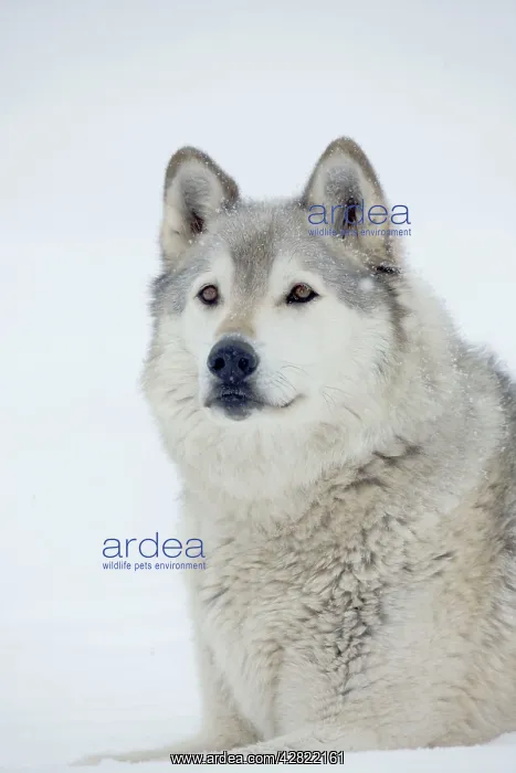 : Gray / Grey / Timber Wolf - male in snow : Gray / Grey / Timber Wolf - male in snow
