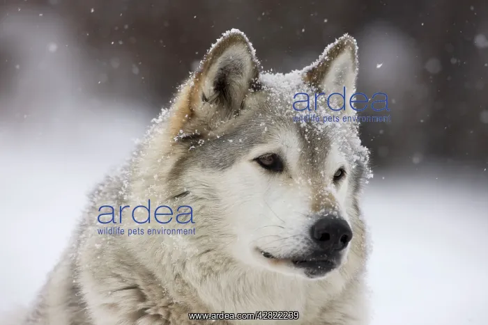 : Gray / Grey / Timber Wolf - male in snow : Gray / Grey / Timber Wolf - male in snow