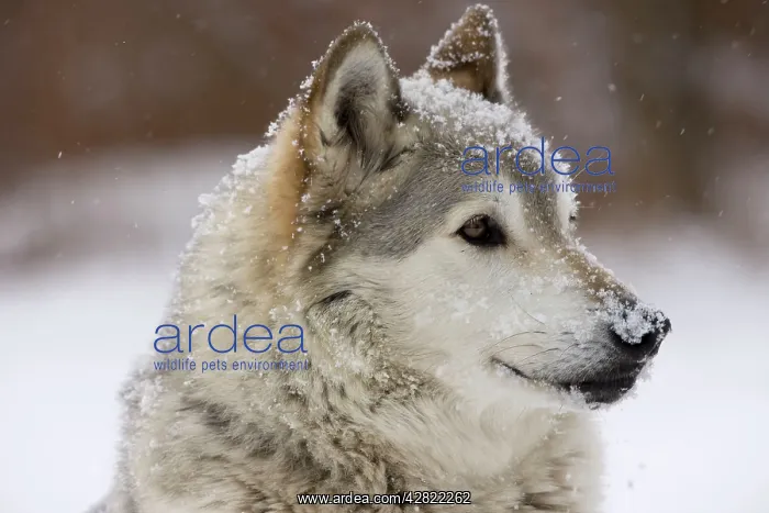 : Gray / Grey / Timber Wolf - male in snow : Gray / Grey / Timber Wolf - male in snow