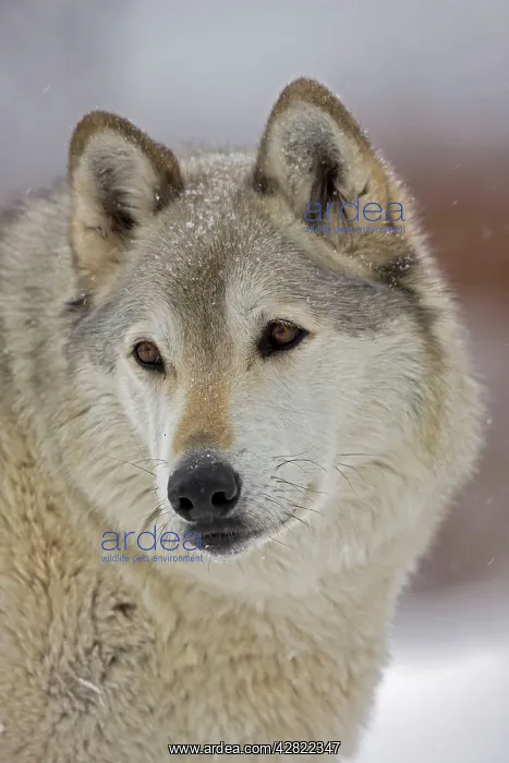 : Gray / Grey / Timber Wolf - male in snow : Gray / Grey / Timber Wolf - male in snow