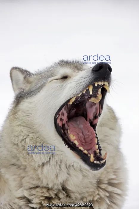 : Gray / Grey / Timber Wolf - male yawning : Gray / Grey / Timber Wolf - male yawning
