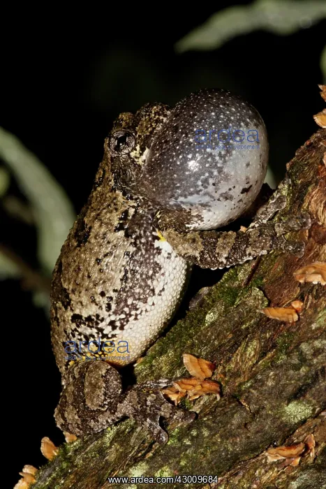 : Gray / Grey Treefrog / Tree Frog male calling : Gray / Grey Treefrog / Tree Frog male calling