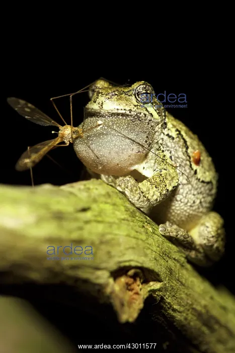 : Gray / Grey Treefrog / Tree Frog male calling : Gray / Grey Treefrog / Tree Frog male calling