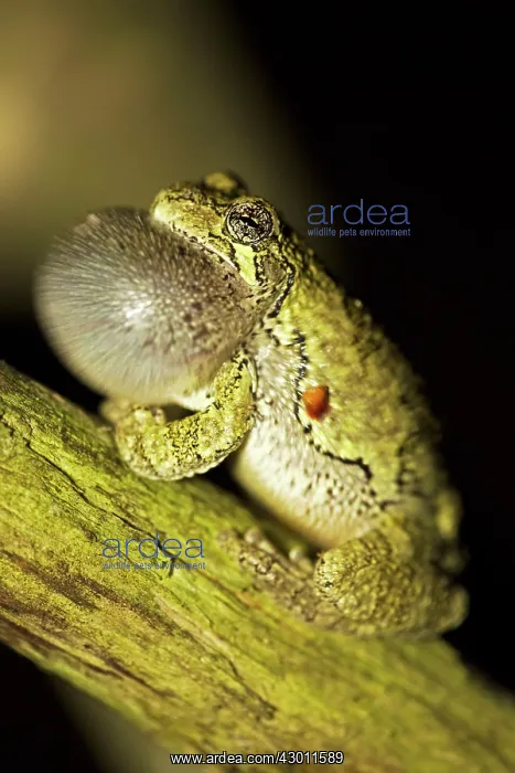 : Gray / Grey Treefrog / Tree Frog male calling : Gray / Grey Treefrog / Tree Frog male calling