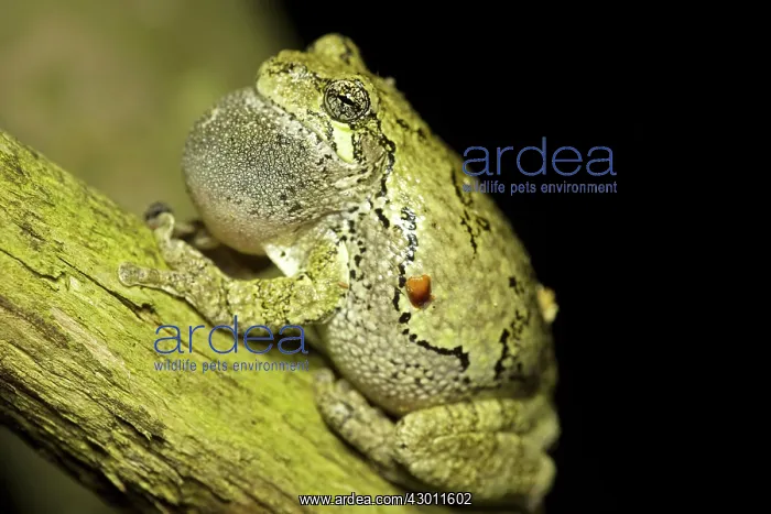 : Gray / Grey Treefrog / Tree Frog male calling : Gray / Grey Treefrog / Tree Frog male calling