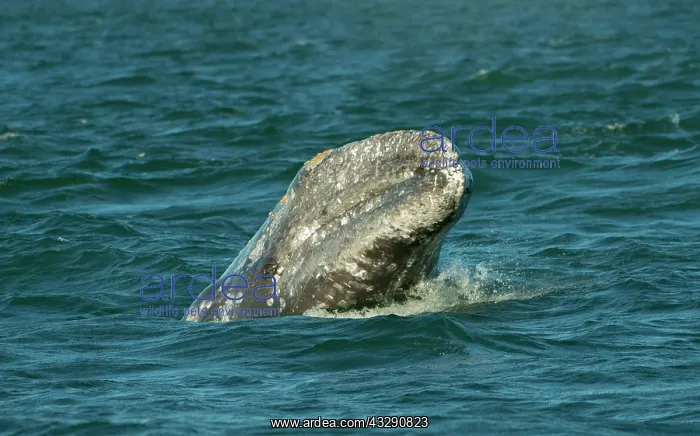 : Gray / Grey Whale - new born calf : Gray / Grey Whale - new born calf