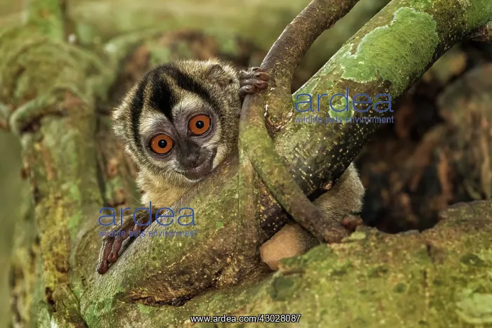 : Gray-handed Night Monkey, in a tree trunk, Magdalena : Gray-handed Night Monkey, in a tree trunk, Magdalena