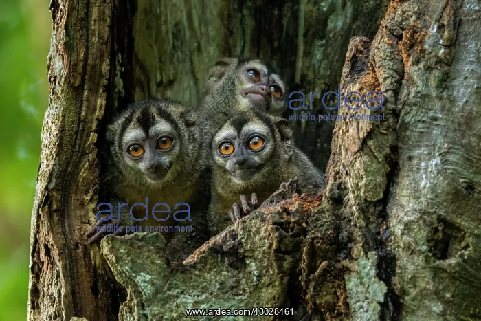 : Gray-handed Night Monkey, in a tree trunk, Magdalena : Gray-handed Night Monkey, in a tree trunk, Magdalena