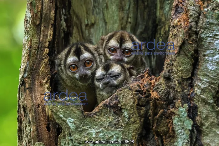 : Gray-handed Night Monkey, in a tree trunk, Magdalena : Gray-handed Night Monkey, in a tree trunk, Magdalena