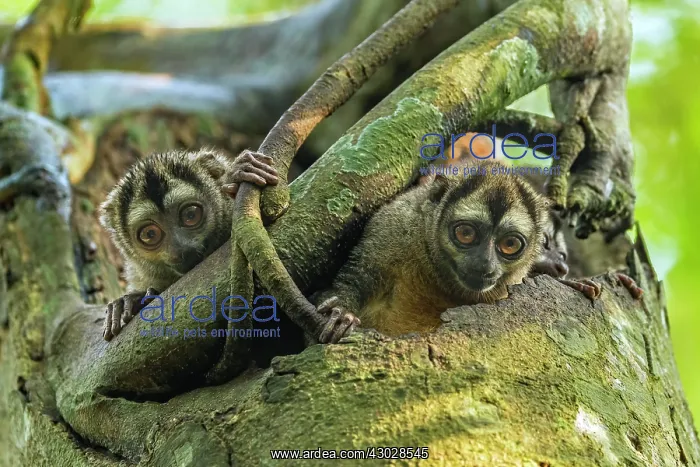 : Gray-handed Night Monkey, in a tree trunk, Magdalena : Gray-handed Night Monkey, in a tree trunk, Magdalena
