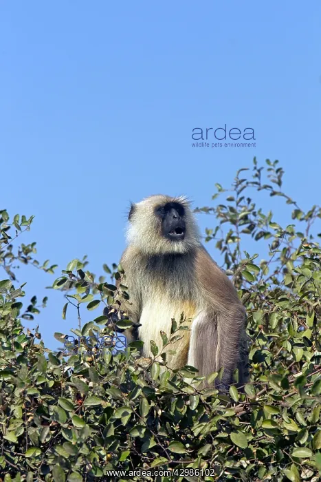 : Gray / Hanuman Langur : Gray / Hanuman Langur
