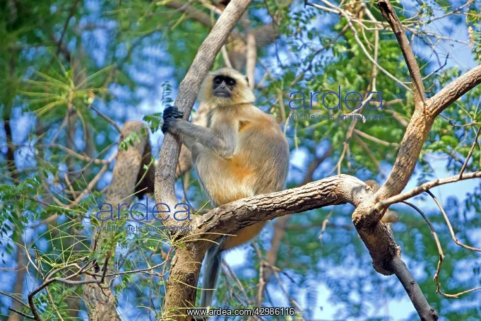 : Gray / Hanuman Langur : Gray / Hanuman Langur