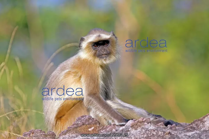 : Gray / Hanuman Langur : Gray / Hanuman Langur