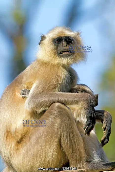  : Gray  /  Hanuman Langur