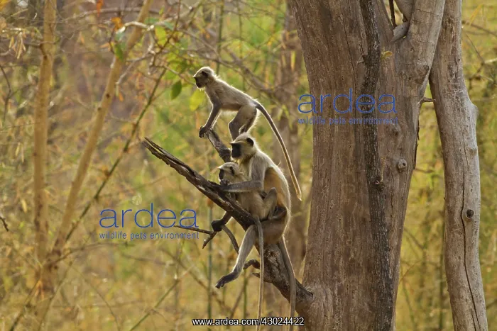 : Gray / Hanuman Langurs - in tree : Gray / Hanuman Langurs - in tree