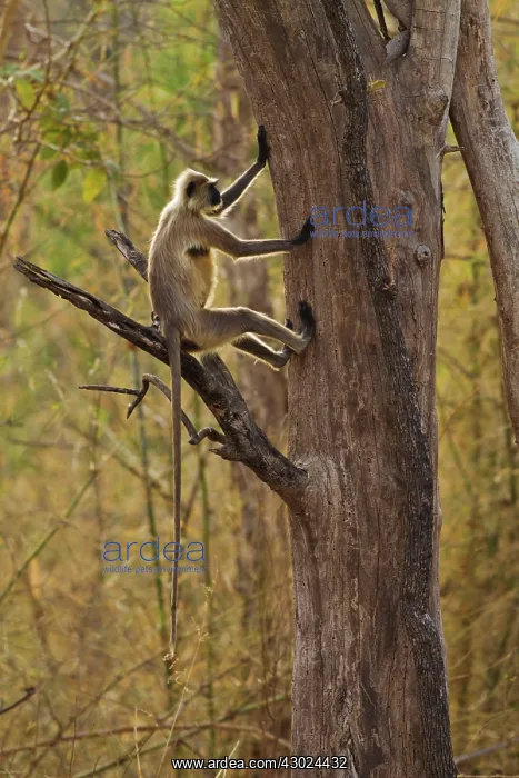 : Gray / Hanuman Langurs - in tree : Gray / Hanuman Langurs - in tree