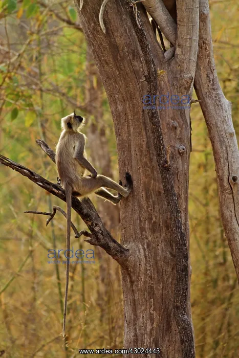 : Gray / Hanuman Langurs - in tree : Gray / Hanuman Langurs - in tree