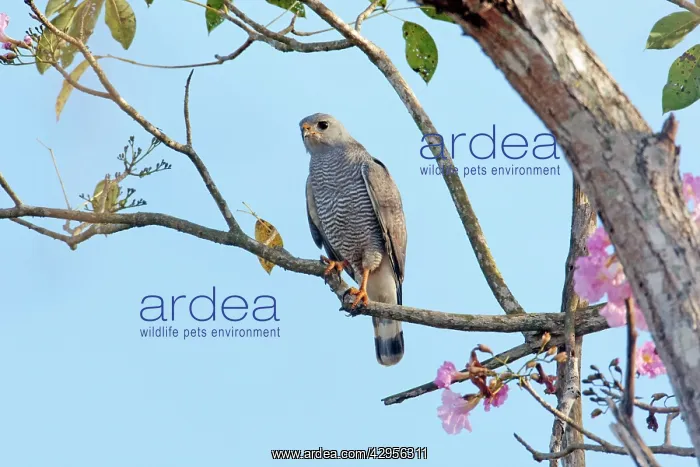 : Gray Hawk - adult : Gray Hawk - adult