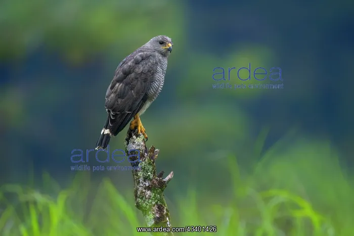 : Gray Hawk, Asturina nitida : Gray Hawk, Asturina nitida