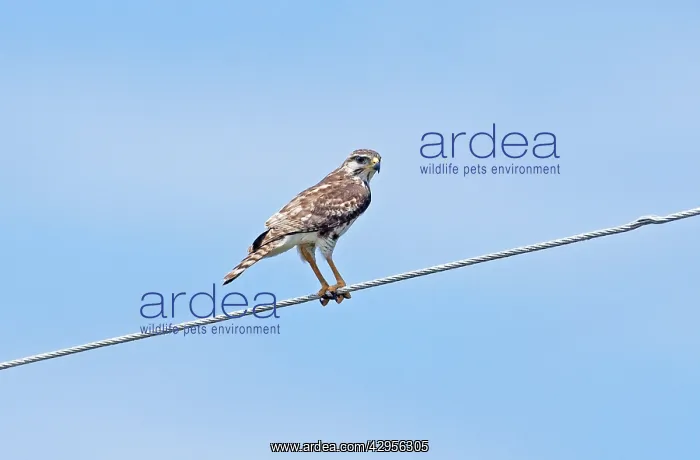 : Gray Hawk - immature : Gray Hawk - immature