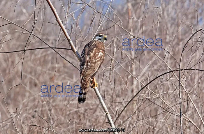  : Gray Hawk - immature