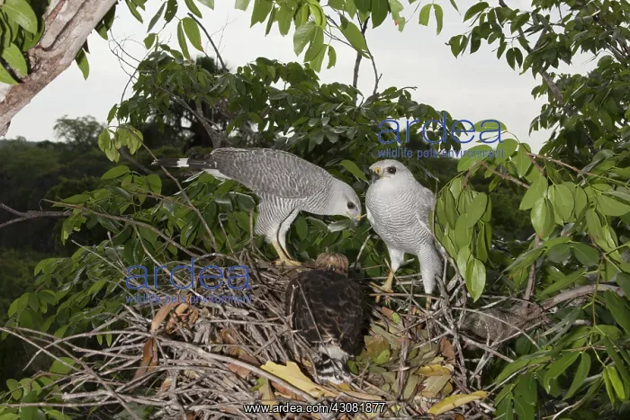 : Gray Hawks at nest : Gray Hawks at nest